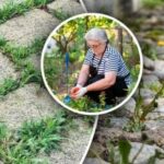 Buruienile vor dispărea și nu vor mai reveni dacă le