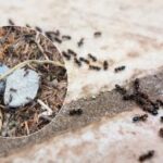 Furnicile vor uita drumul spre casa ta: remedii gratuite găsite