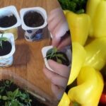 Grădinarii ascund un secret: cum să culegi ardeii pentru o