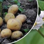 Sincronizare perfectă: ce soiuri de cartofi se plantează în mai