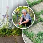 Buruienile vor dispărea în 24 de ore: cu ce două