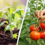 Cum să nu strici roșiile cu primul fertilizator după plantare: