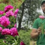 Cum să rădăcinați bujorii dintr-un buchet: grădinarul a numit cel