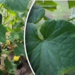 „Elixir nutritiv” pentru castraveți: cum să sprijiniți plantele în timpul