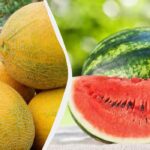 Este mai bine să plantați pepeni verzi și pepeni la