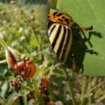 Gândacul de Colorado al cartofului – cum un dăunător din