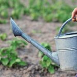 Infuzia de urzică trebuie preparată în acest fel, altfel nu