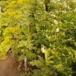 Phytophthora pe cartofi: cum să salvați cultura – sfaturi de