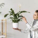 Acest remediu neobișnuit, dar simplu, vă va salva spathiphyllum de