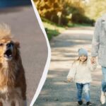 Cinologul a spus ce să faci dacă un câine vagabond