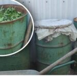 Cum să faci compost liber și nutritiv într-un an: un