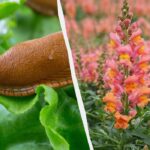 Melcii sunt speriați de moarte de o plantă: parcela este