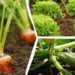 Nu este prea târziu în iulie: agricultorii au numit 8