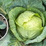 O varză va fi de mărimea unui pepene verde: ce