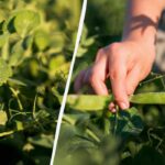Puteți planta mazăre în iulie: cum să o faceți pentru