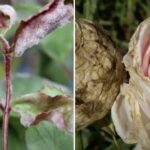 Top 3 molime care distrug florile: bolile trandafirilor și tratamentul