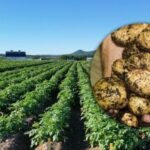 Ucrainenii sunt sfătuiți să cosească haulmul de cartofi înainte de