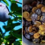 Umplutura perfectă pentru plăcintă: cum să congelați prunele cu coajă
